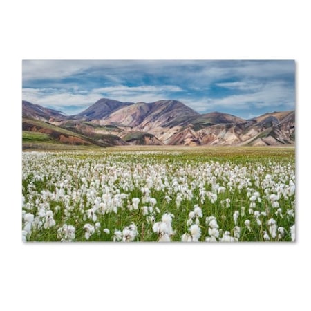 Michael Blanchette Photography 'Cotton Grass' Canvas Art,12x19